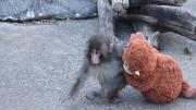 Animalistas exigen que mono viral de zoológico japonés sea trasladado a un santuario: Acusan que vive un trauma