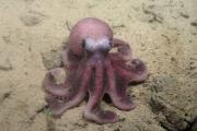 Científicos chilenos descubren nueva especie de pulpo que amplía la biodiversidad del Pacífico