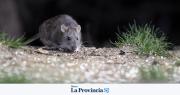 Preocupación: un policía murió por hantavirus y aislaron a varias personas