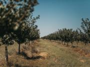 Pistacho: el negocio global de US$ 16.000 millones que crece 6,5% al año y en el que Argentina quiere una tajada