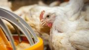 Gripe aviar: detectan un segundo caso en Buenos Aires y siguen las restricciones comerciales
