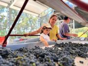 Vendimia /Salto celebra la cosecha y su identidad vitivinícola