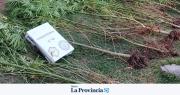 En San Carlos recuperaron aves y desmantelaron invernadero de cannabis