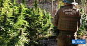 Decomisan más de 1600 plantas y 70 kilos de marihuana procesada en la región de Coquimbo