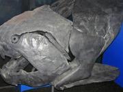 Científicos revelan que el mayor depredador marino de hace 360 millones de años no tenía dientes, sino cuchillas óseas