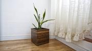 Feng Shui: cuáles son los lugares sagrados de casa para colocar una maceta con la planta sansevieria
