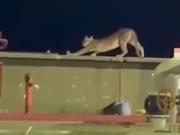 Trabajadores de Vaca Muerta registraron a un puma caminando sobre las instalaciones
