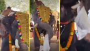 Video muestra impactante ataque de elefante a joven durante ceremonia en India