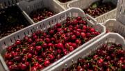 Exportaciones de cerezas desde el Maule marcan récord con crecimiento de casi 80% en los envíos a Corea del Sur
