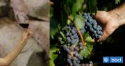 Ruta del Vino celebra sus 30 años de historia en Fiesta de la Vendimia de Colchagua: conoce sus fechas