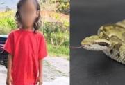 Muere niña de 6 años tras sufrir mordedura de serpiente Tigra Mariposa
