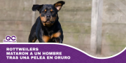 Rottweilers mataron a un hombre tras una pelea en Oruro