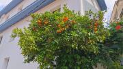 Si tenés un naranjo en tu jardín, tenés un tesoro en casa: por qué es bueno y qué significado tiene