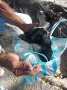 Exigen cámaras de seguridad ante ola de envenenamiento de mascotas