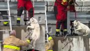 VIDEO VIRAL: El dramático rescate de un perro que estuvo a punto de morir congelado
