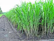 Tucumán avanza con los estudios sobre vinaza y aplicación en los suelos