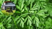 Cómo ahuyentar a las ratas del jardín usando a la planta de ruda: repelente casero efectivo