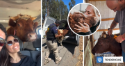 De la tortura a la libertad: Ferdinand, el viral novillo rescatado por el santuario de Eli Albasetti