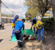 Tasa de recolección se mantiene 