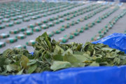 Secuestran más de 1.300 kilos de hoja de coca ocultos en un camión en Pozo Hondo