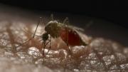 Descubren mosquito en Arica que transmite el Zika y virus del Nilo Occidental
