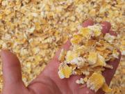 El maíz, una herramienta clave para la eficiencia en la producción bovina