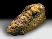 Descubren un trozo de ámbar con la forma de la larva de un antiguo insecto que se originó hace al menos 30 millones de años