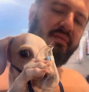 ¡Todo un guerrero! Perrito se vuelve viral por sostener su propio nebulizador para el asma