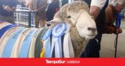 Gran campeón Corriedale y fuerte competencia en el aparte campero