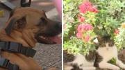 Envenenamiento masivo de mascotas preocupa a habitantes de un barrio en Floridablanca, Santander