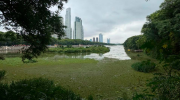 Detectan un caso de influenza aviar en la reserva ecológica Costanera Sur de Buenos Aires