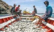 El 16 marzo inicia la zafra de sardinas