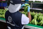El banano ecuatoriano analiza otras rutas para llegar a Medio Oriente