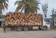 Madera ilegal en Taisha: decomiso militar destapa más operativos en Amazonía