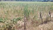 Sequía afecta a cultivos de maíz en los valles