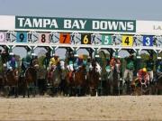 Pronósticos Tampa Bay Downs: Picks gratis y el Dato Clave para el miércoles 4 de marzo