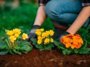 Si sembrás estas 3 flores en marzo, tu jardín explotará de color en otoño