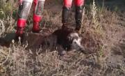 Rescataron a un perro atrapado en una laguna de Neuquén y un vecino decidió adoptarlo: Un desenlace conmovedor