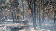 Bomberos controló incendio forestal en Lavalleja: dejó 410 hectáreas afectadas y continúan tareas de enfriamiento