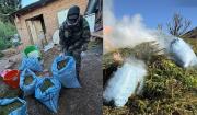 Golpe al narcotráfico en Potosí: erradican más de 25 toneladas de marihuana y destruyen laboratorio artesanal