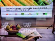 Seguí en vivo el primer encuentro de maíz bajo riego de la Norpatagonia