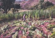 Bolivia también produce la marihuana ICE; desde enero se detectó más de una tonelada
