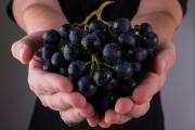 Aunque siempre fueron subestimadas, las uvas se perfilan como “superalimento”