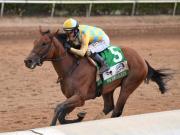 Sábado selectivo: Javier Castellano con cinco montas especiales en Tampa Bay Downs