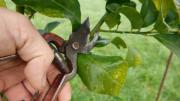 Cuáles son los mejores días de marzo para podar el árbol frutal, según el calendario lunar