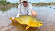 El pez dorado más grande del mundo es de un río de Argentina: supera los 25 kilos
