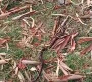 Completamente camuflada: el video de una serpiente de coral que fue vista en Juan Lacaze