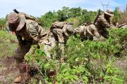 Gobierno inicia tareas de destrucción de plantaciones ilegales de hoja de coca