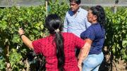Consejo Agrario acompaña a productores vitivinícolas