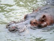 Murió Hipólito, el hipopótamo que vivió más de 20 años en el ex zoo de La Plata